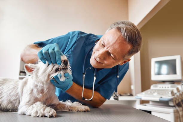 Best Cracked Tooth Emergency Dentist  in Roaming Shores, OH